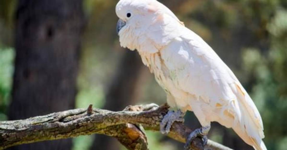 Blue-Eyed Cockatoo: Rarity, Pictures & Care Guide | Pangovet
