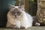 Blue Lynx Ragdoll: Facts, Origin & History (With Pictures) | Pangovet