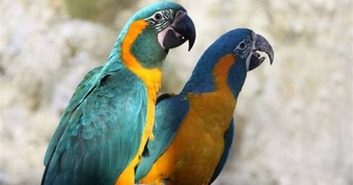 Blue-Throated Macaw: Traits, History, & Care (With Pictures)