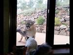 Brave House Cat Stares Down Mountain Lion