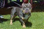 Bully's Second Annual Battle of the Beers This Weekend | News
