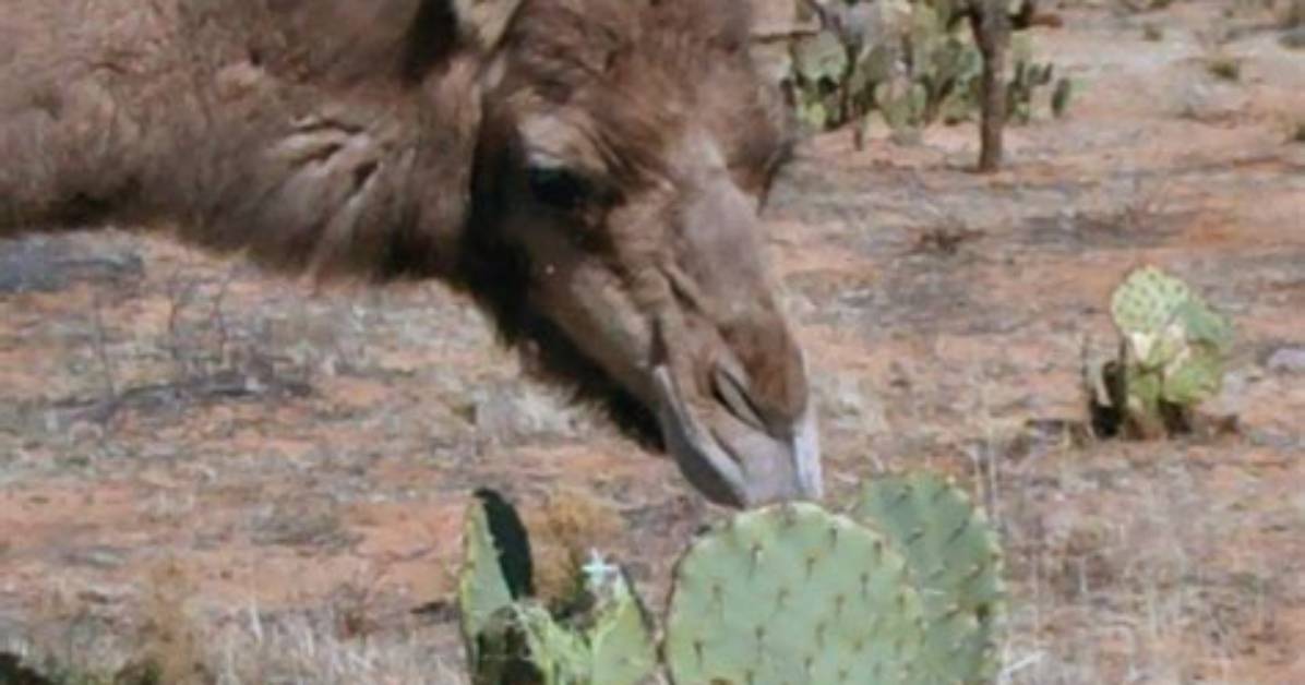 Camels Vs. Cactus: Eating a Prickly Pear Cactus with 6-Inch Needles