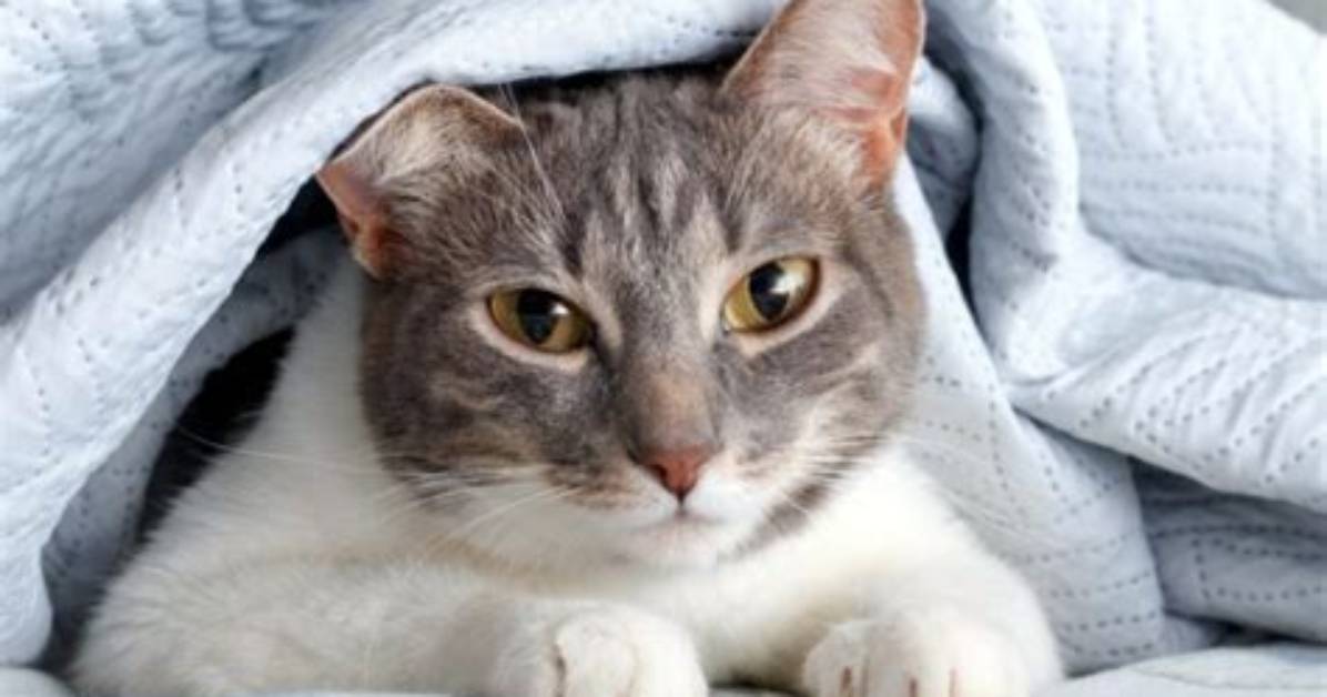 Can a Cat Suffocate Under Blankets? Vet Reviewed Facts & Faq | Pangovet