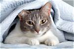 Can a Cat Suffocate Under Blankets? Vet Reviewed Facts & Faq | Pangovet