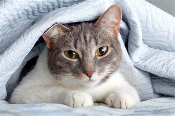Can a Cat Suffocate Under Blankets? Vet Reviewed Facts & Faq | Pangovet