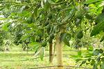 Can Avocado Tree Grow in Ohio