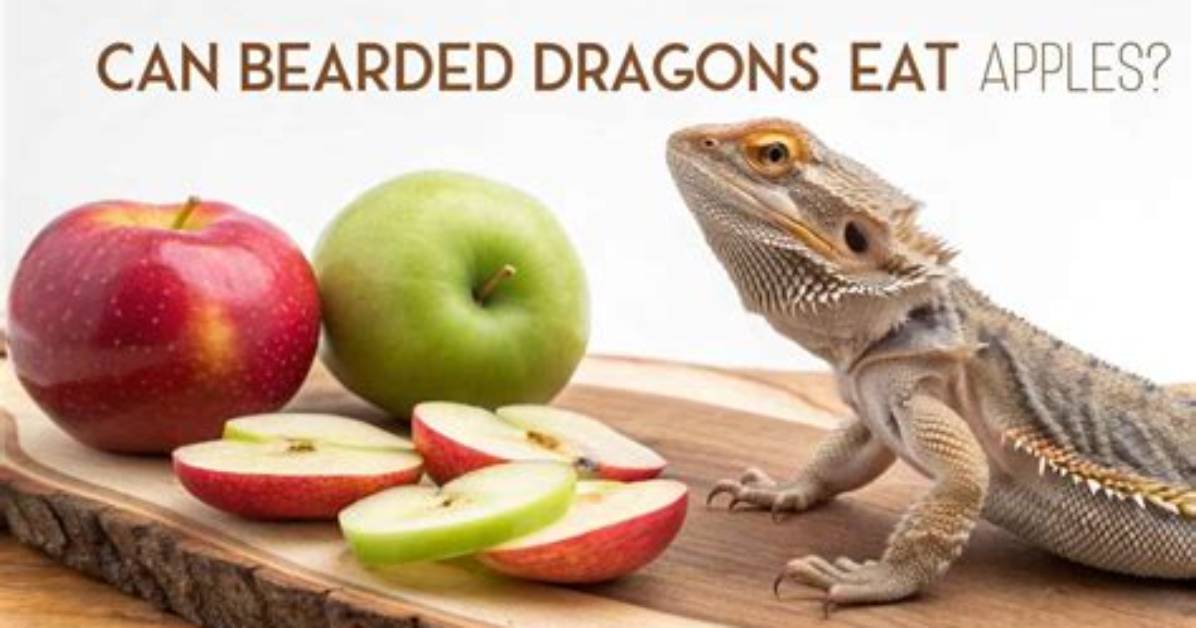 Can Bearded Dragons Eat Apples? Vet-Approved Nutritional Facts & Feeding Tips | Pangovet