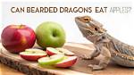 Can Bearded Dragons Eat Apples? Vet-Approved Nutritional Facts & Feeding Tips | Pangovet