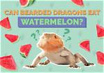 Can Bearded Dragons Eat Cantaloupe? Vet-Approved Nutritional Information