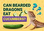 Can Bearded Dragons Eat Cucumbers? Facts & Faq