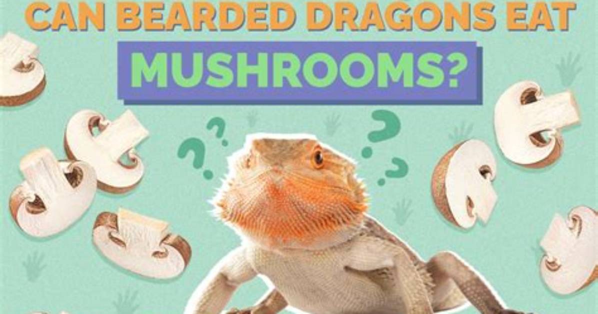 Can Bearded Dragons Eat Mushrooms? Vet-Approved Nutritional Science & Info