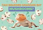 Can Bearded Dragons Eat Mushrooms? Vet-Approved Nutritional Science & Info