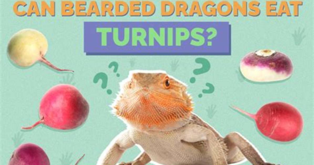 Can Bearded Dragons Eat Radishes? Vet-Approved Nutritional Info
