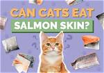 Can Cats Eat Salmon? Vet Approved Feline Diet Facts