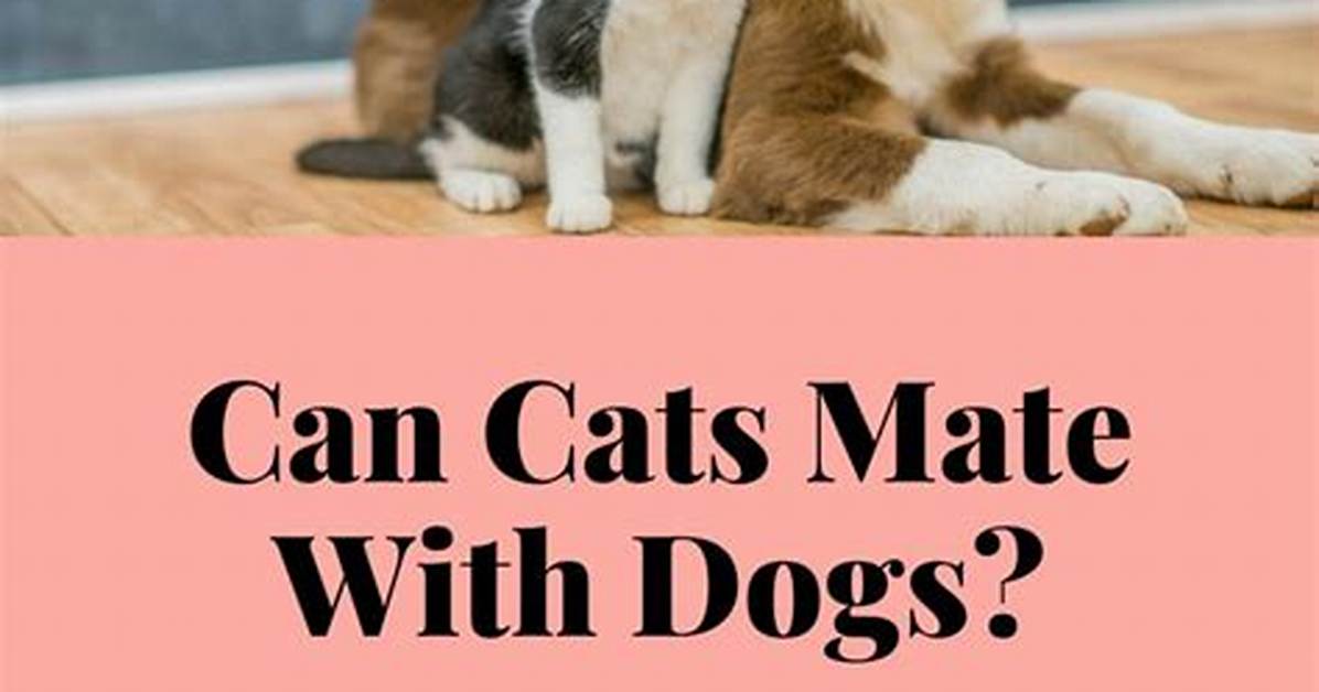 Can Cats Mate with Dogs? All You Need to Know
