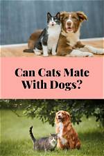 Can Cats Mate with Dogs? All You Need to Know