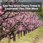 Can Cherry Trees Grow in Houston