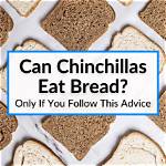 Can Chinchillas Eat Bread? What You Need to Know