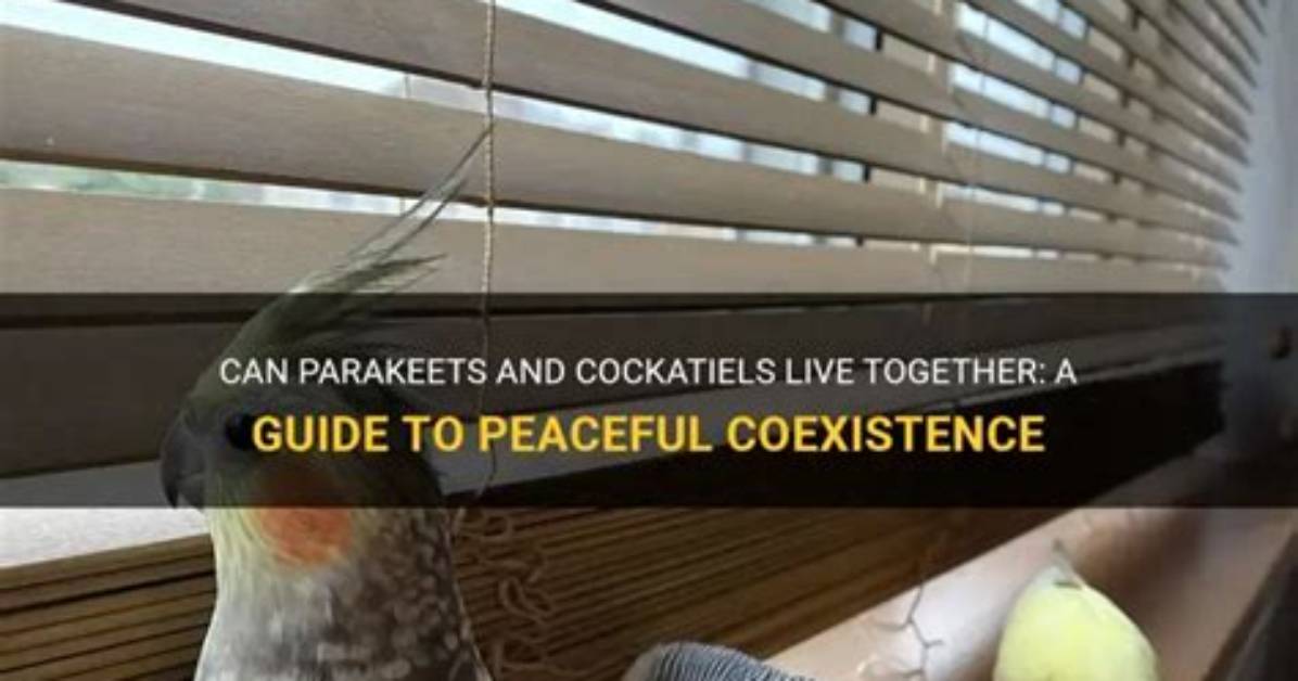 Can Cockatiels and Parakeets Live Together in One Cage? Avian Compatibility