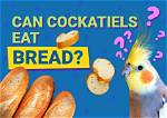 Can Cockatiels Eat Bread? Vet-Reviewed Nutrition Info