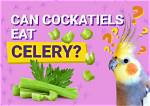 Can Cockatiels Eat Celery? Vet-Reviewed Nutritional Info