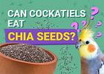 Can Cockatiels Eat Chia Seeds? Vet-Reviewed Nutritional Info You Need to Know!
