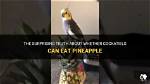 Can Cockatiels Eat Pineapple? Vet-Approved Nutritional Facts & Info | Pangovet