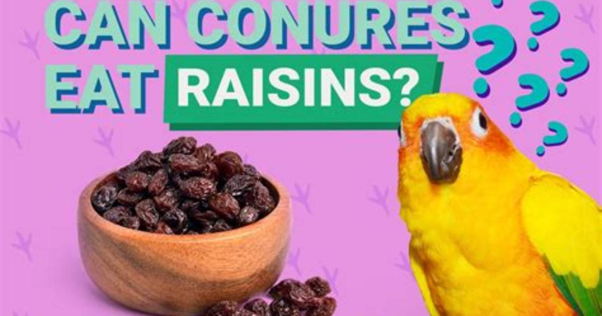 Can Conures Eat Raisins? Important Feeding Facts