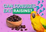 Can Conures Eat Raisins? Important Feeding Facts