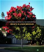 Can Crepe Myrtle Grow in Michigan