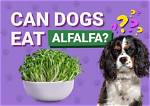 Can Dogs Eat Alfalfa? Vet-Reviewed Info to Know