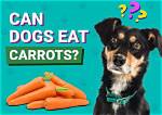 Can Dogs Eat Carrots? Vet-Approved Nutrition Info & Facts