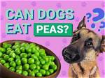 Can Dogs Eat Peas? Our Vet Answers