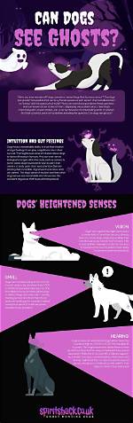 Can Dogs See Ghosts? What You Need to Know!