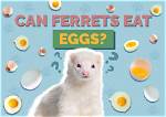 Can Ferrets Eat Eggs? What You Need to Know!