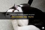 Can Fleas Transmit Rabies to Humans