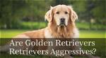 Can Golden Retrievers Be Aggressive? Facts, & Faq