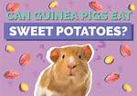 Can Guinea Pigs Eat Potatoes? Vet-Approved Nutritional Facts & Info