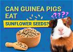 Can Guinea Pigs Eat Sunflower Seeds? Nutritional Facts & Info