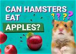 Can Hamsters Eat Apples? Nutrition Facts & Faq