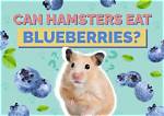 Can Hamsters Eat Blueberries? Vet-Approved Nutritional Science & Faq