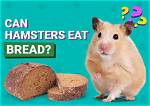 Can Hamsters Eat Bread? Vet-Approved Nutritional Science & Info