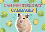 Can Hamsters Eat Cabbage? Facts & Faq