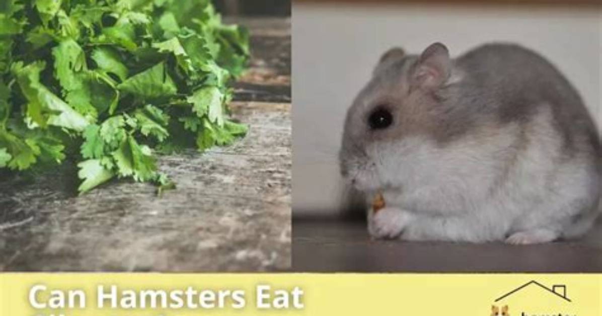 Can Hamsters Eat Cilantro? What You Need to Know