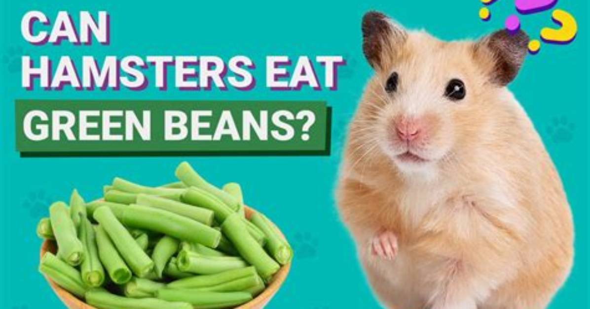 Can Hamsters Eat Green Beans? Our Vet Explains