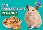 Can Hamsters Eat Pecans? Our Vet Answers