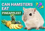 Can Hamsters Eat Pineapple? Vet-Approved Nutritional Science & Info