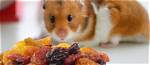 Can Hamsters Eat Raisins? Our Vet Answers & Explains | Pangovet