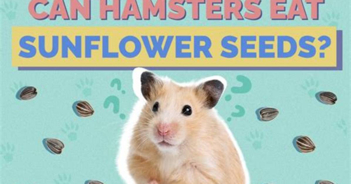 Can Hamsters Eat Sunflower Seeds? Vet-Approved Nutritional Science & Info