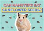 Can Hamsters Eat Sunflower Seeds? Vet-Approved Nutritional Science & Info